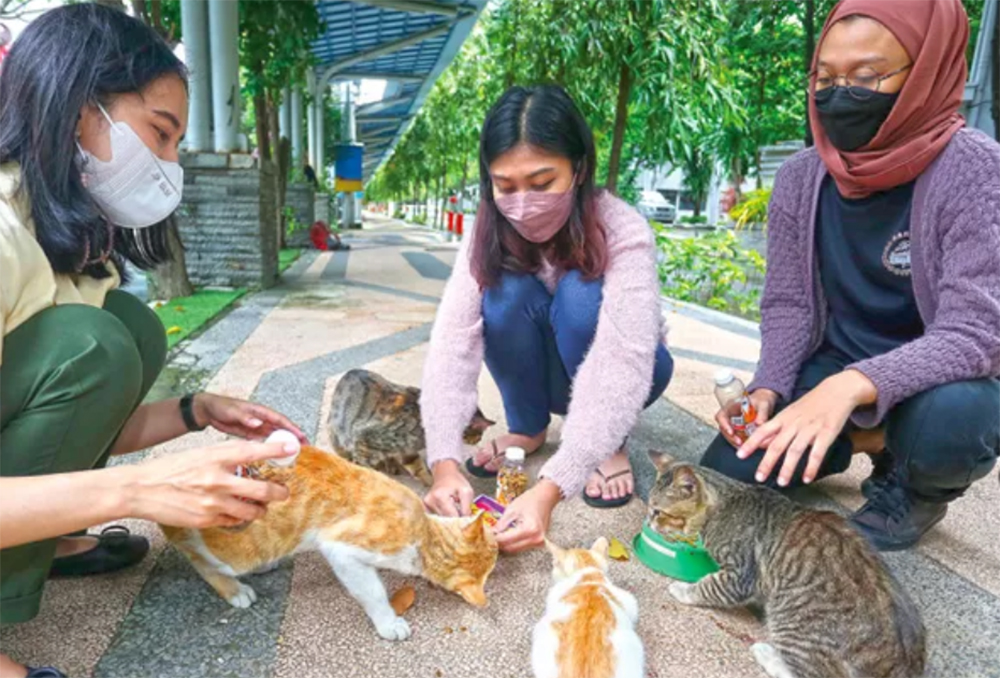 ILUSTRASI memelihara kucing. (Robertus Risky/Jawa Pos)