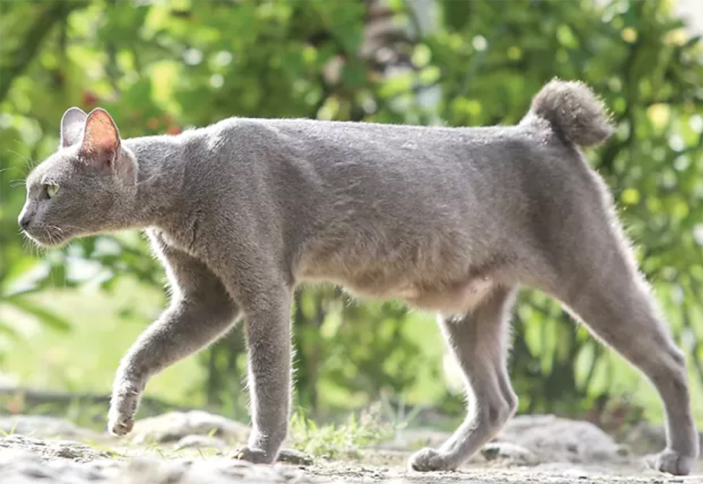 ILUSTRASI KUCING. (ALFIAN RIZAL/JAWA POS)