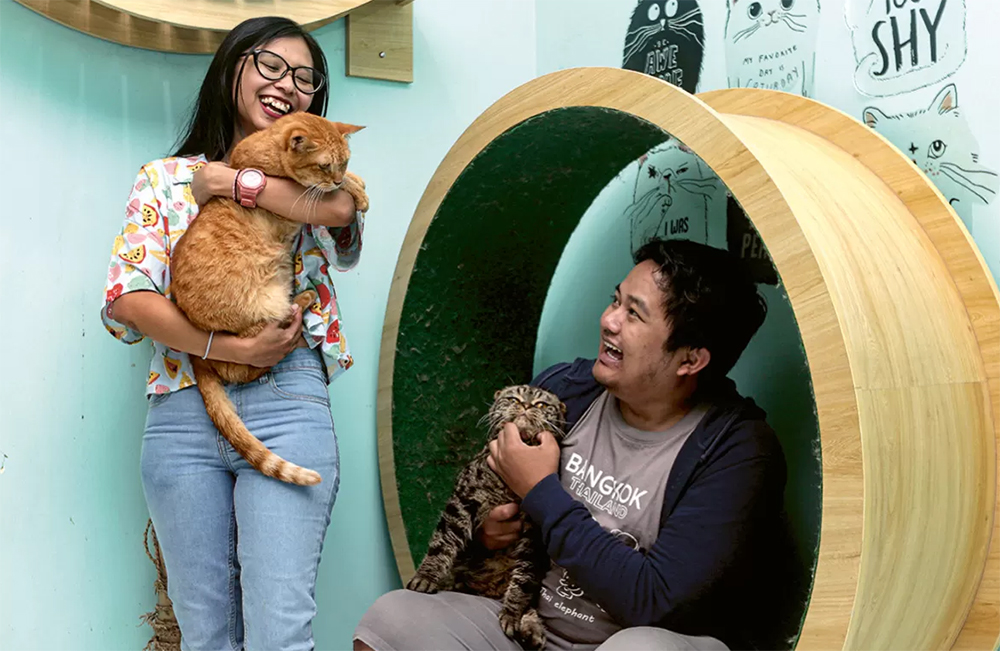 ILUSTRASI memelihara kucing. (Salman Toyibi/Jawa Pos)