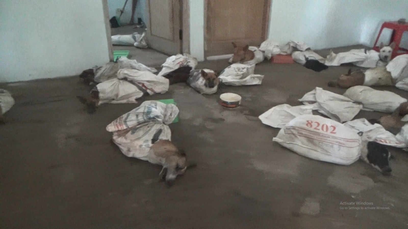Kondisi anjing yang akan diselundupkan ke Solo di rumah penampungan Dusun Trembelang, Desa/Kecamatan Cluring, Banyuwangi.