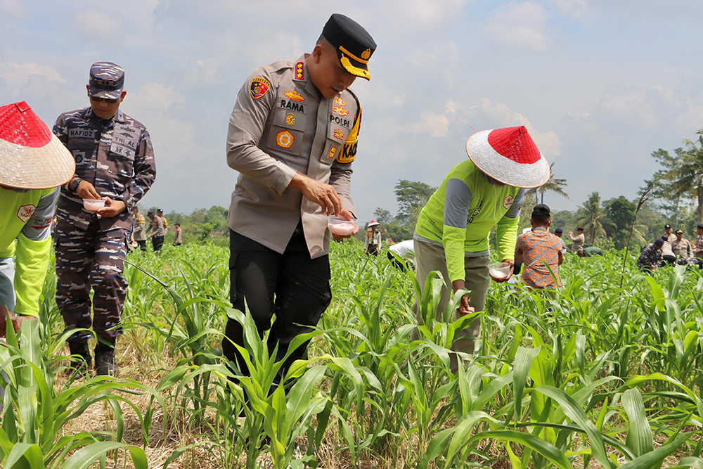 SWASEMBADA PANGAN: Kapolresta Kombespol Rama Samtama Putra bersama pejabat Forkopimda memupuk tanaman jagung di lahan sempit milik SMA Taruna Bhayangkara, Rabu (20/11).