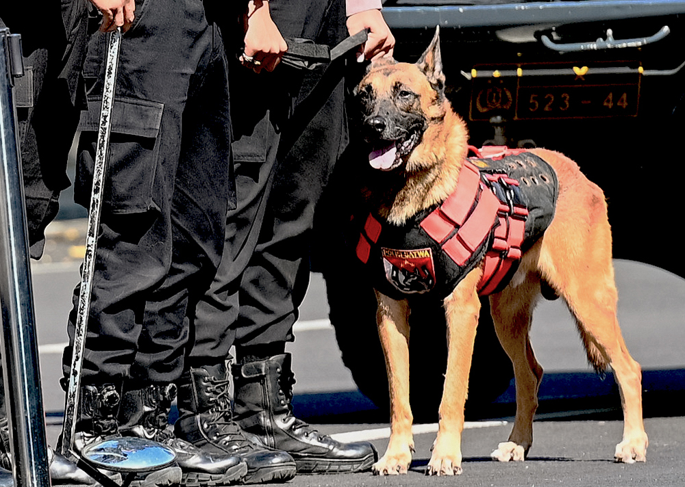 German Shepherd, anjing pelacak milik Polresta Banyuwangi.