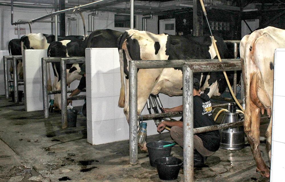 PERAH: Petugas Dairy Farm Margo Utomo memerah susu sapi menggunakan mesin pada Jumat (15/11) malam.