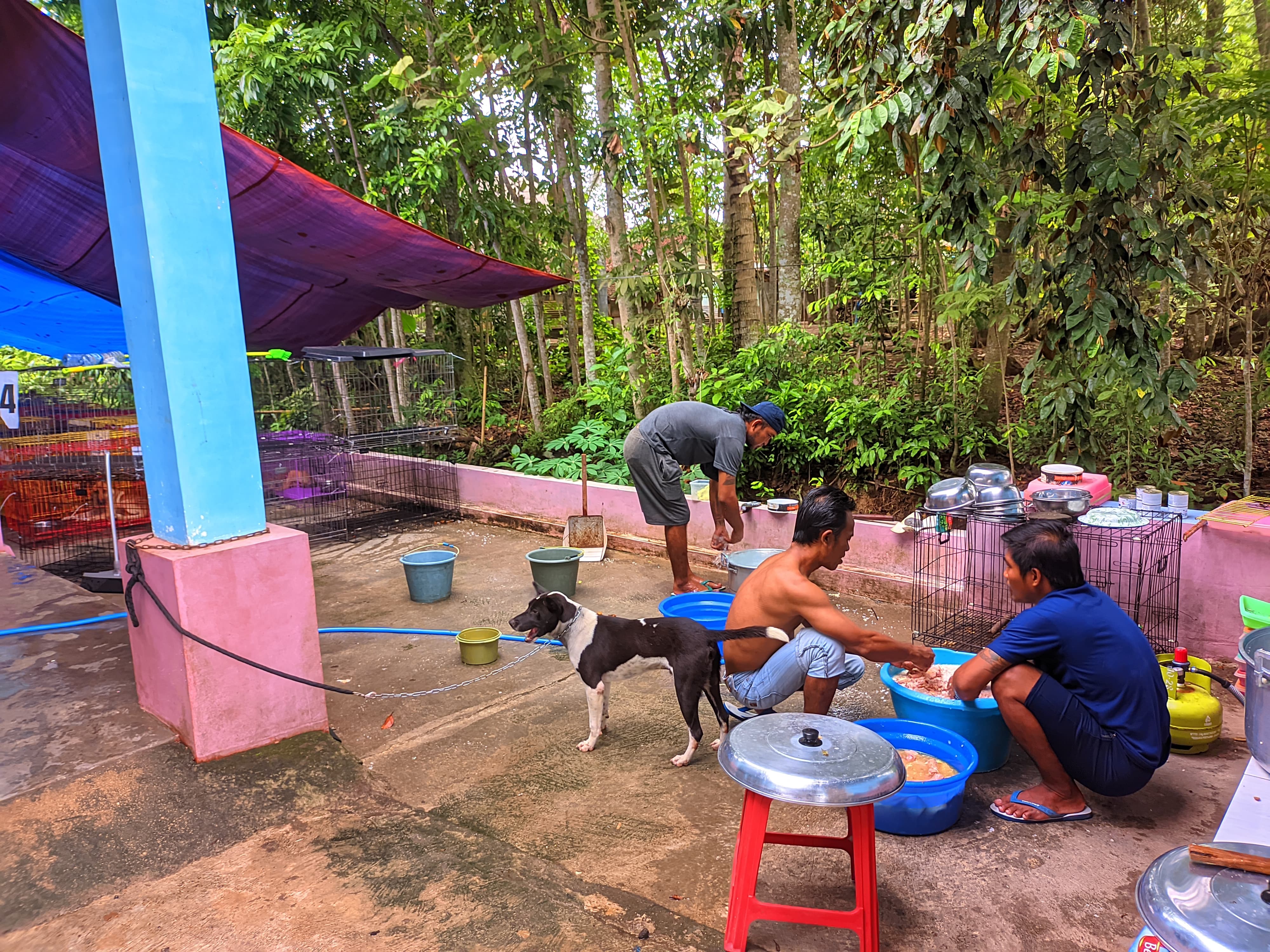 BERI MAKAN: Sejumlah karyawan dari Animal Hope Shelter memberi makan pada anjing-anjing yang berada ditempat penampungan di Dusun Trembelang, Desa/Kecamatan Cluring Minggu (1/12).