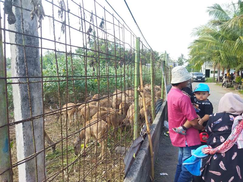 ALTERNATIF: Masyarakat melihat rusa di penangkaran Pantai Waru Doyong, di Desa Kumendung, Kecamatan Muncar Minggu (1/12)