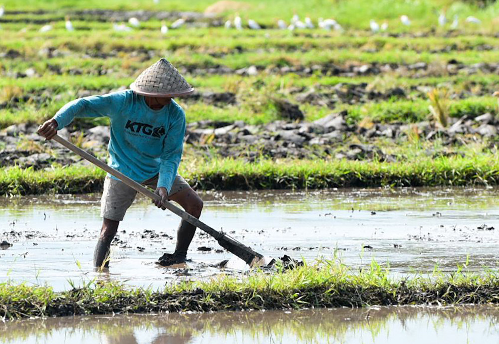 PEJUANG PANGAN: Petani tengah menggarap sawah di wilayah Kelurahan Sobo, Kecamatan Banyuwangi, beberapa waktu lalu.