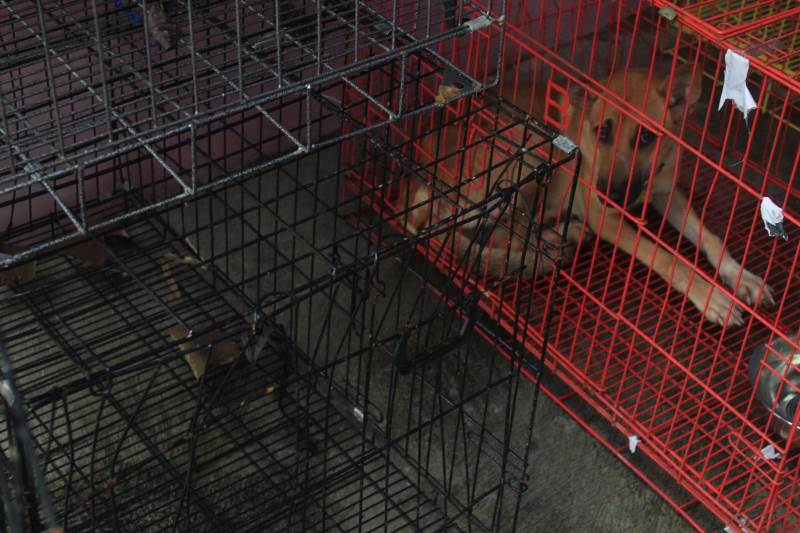 BOLONG: Kandang anjing di tempat penampungan Dusun Trembelang, Desa/Kecamatan Cluring rusak akibat digigit anjing Minggu (8/12)