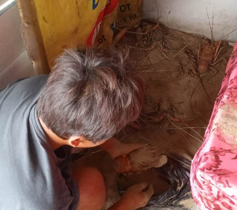 MENELITI : Salah satu nelayan Hendri memilah udang hasil tangkapannya di Pantai Pancer, Dusun Pancer, Desa Sumberagung, Kecamatan Pesanggaran  Minggu (8/12).