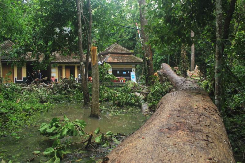 POHON RAKSASA: Pohon kepuh berukuran besar di depan loket pengunjung Taman Nasional Alas Purwo Resort Karangbendo di Dusun Kutorejo, Desa Kalipait, Kecamatan Tegaldlimo roboh Senin (16/12).