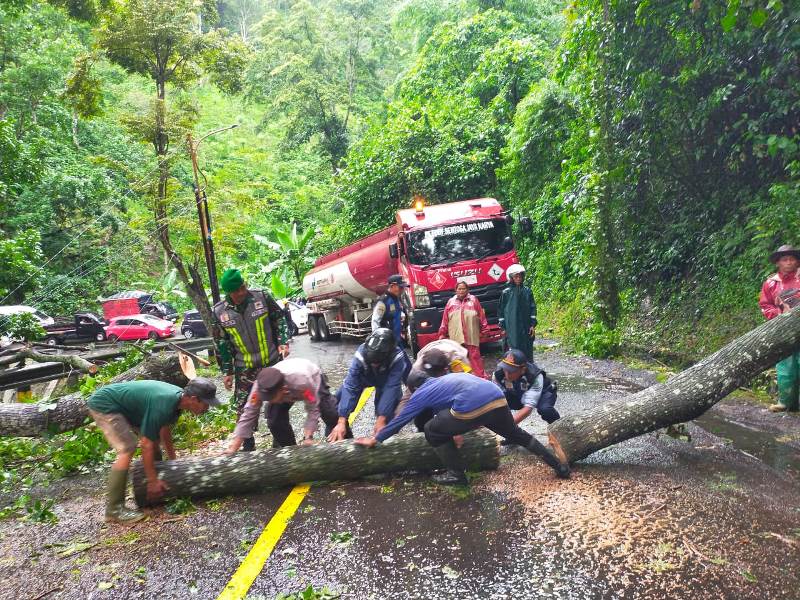 EVAKUASI: Petugas melakukan evakuasi pohon tumbang di Jalur Gumitir Dusun Barurejo, Desa Kalibaru Manis, Kecamatan Kalibaru Minggu (22/12) sore