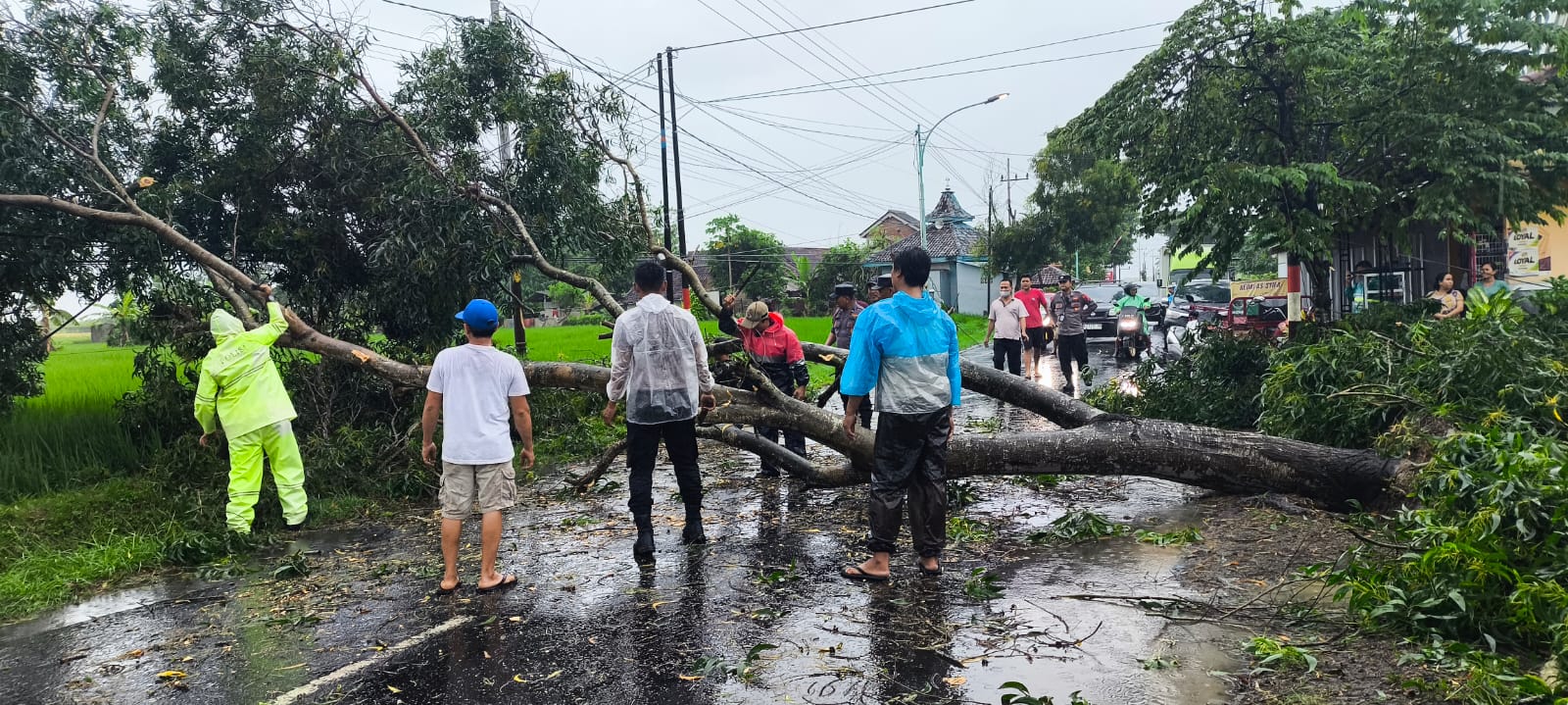 Anggota Polresta Banyuwangi bersama stake holder membersihkan pohon tumbang yang menghalangi akses jalan utama menuju Bandara Banyuwangi.