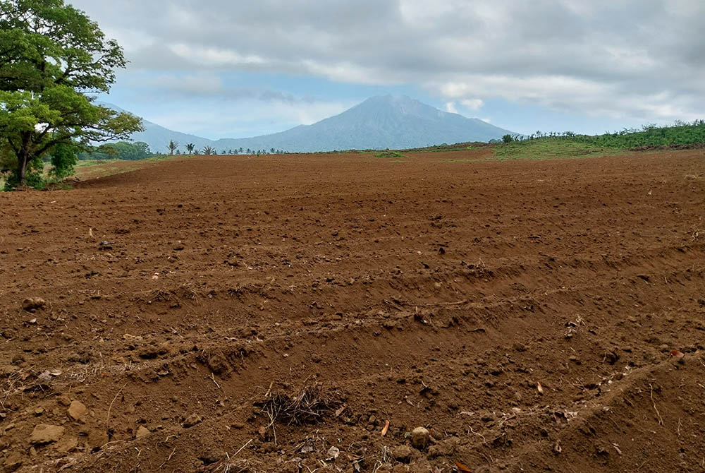 BISA PICU BENCANA: Lahan HGU di Perkebunan Kalibendo terlihat gundul setelah tanaman keras ditebang. Lahan tersebut diratakan lebih dulu, selanjutnya ditanami cabai dan jagung.