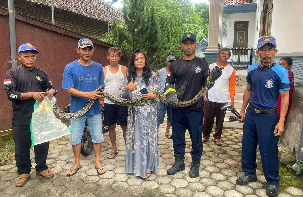 EVAKUASI: Petugas Damkarmat Sektor Bangorejo bersama memegang ular sanca yang baru dievakuasi di rumah Harini di Dusun/Desa/Kecamatan Bangorejo, Jumat (3/1).