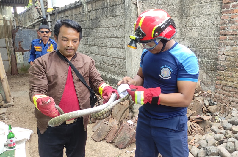 BERBAHAYA: Anggota Damkarmat Genteng saat mengevakuasi ular kayu di rumah salah satu warga Desa Dasri, Kecamatan Tegalsari.