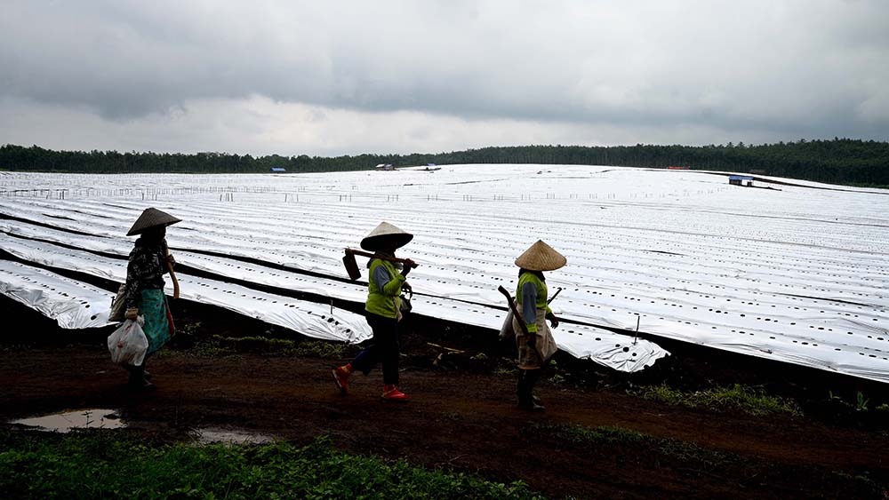JADI SOROTAN DPR RI: Para pekerja melintas di dekat lahan Perkebunan Kalibendo yang lahannya akan ditanami cabai dan jenis tanaman hortikultura lainnya.