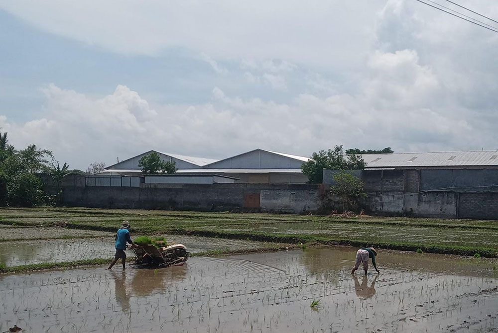 BEKERJA: Gunawan menanam padi menggunakan rice transplanter di sawah yang berlokasi di kawasan Jalan Raya Jember, Kecamatan Kabat, Kamis (9/1).
