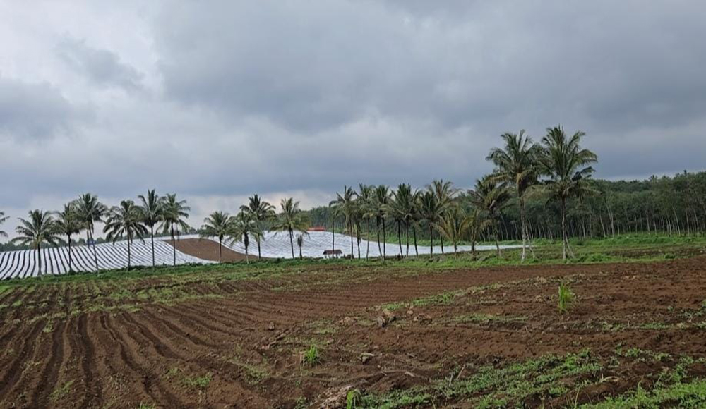 TIDAK ADA AKTIVITAS: Hamparan lahan di Perkebunan Kalibendo yang sudah beralih fungsi komoditas terpantau sepi, Minggu (12/1).