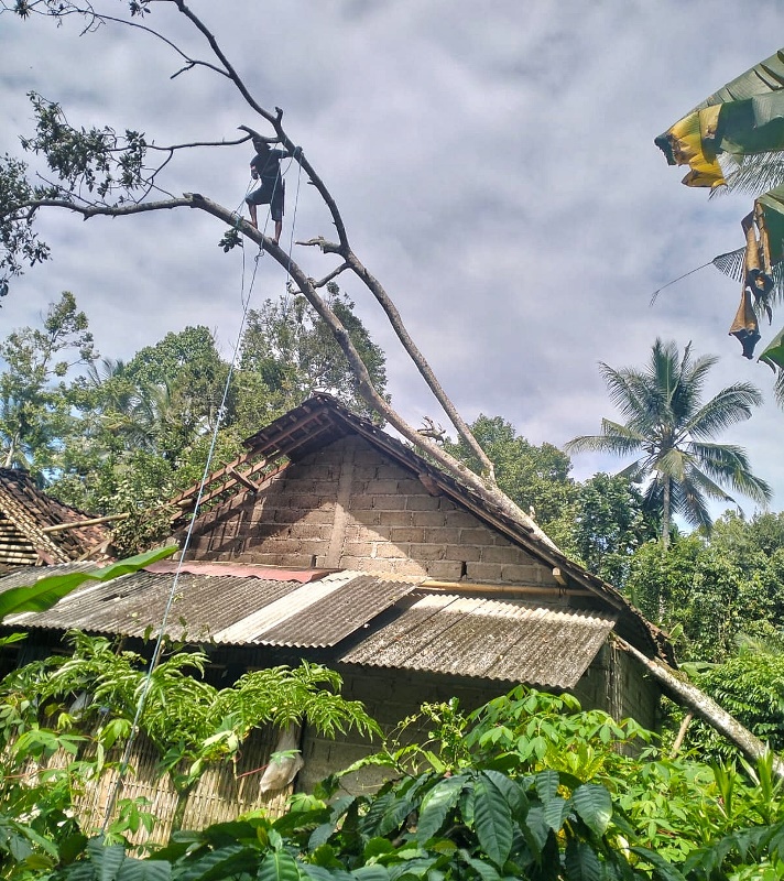 EVAKUASI: Salah satu warga naik ke pohon alpukat yang menimpa rumah Yaiman di Dusun Balak Lor, Desa Balak, Kecamatan Songgon, untuk evakuasi Minggu (19/1).