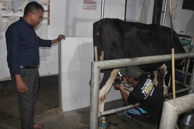 TINJAU: Manajer peternakan Dairy Farm Margo Utomo Sugeng Hariyanto (kiri) melihat pekerja memerah susu sapi segar Senin (19/1) malam.