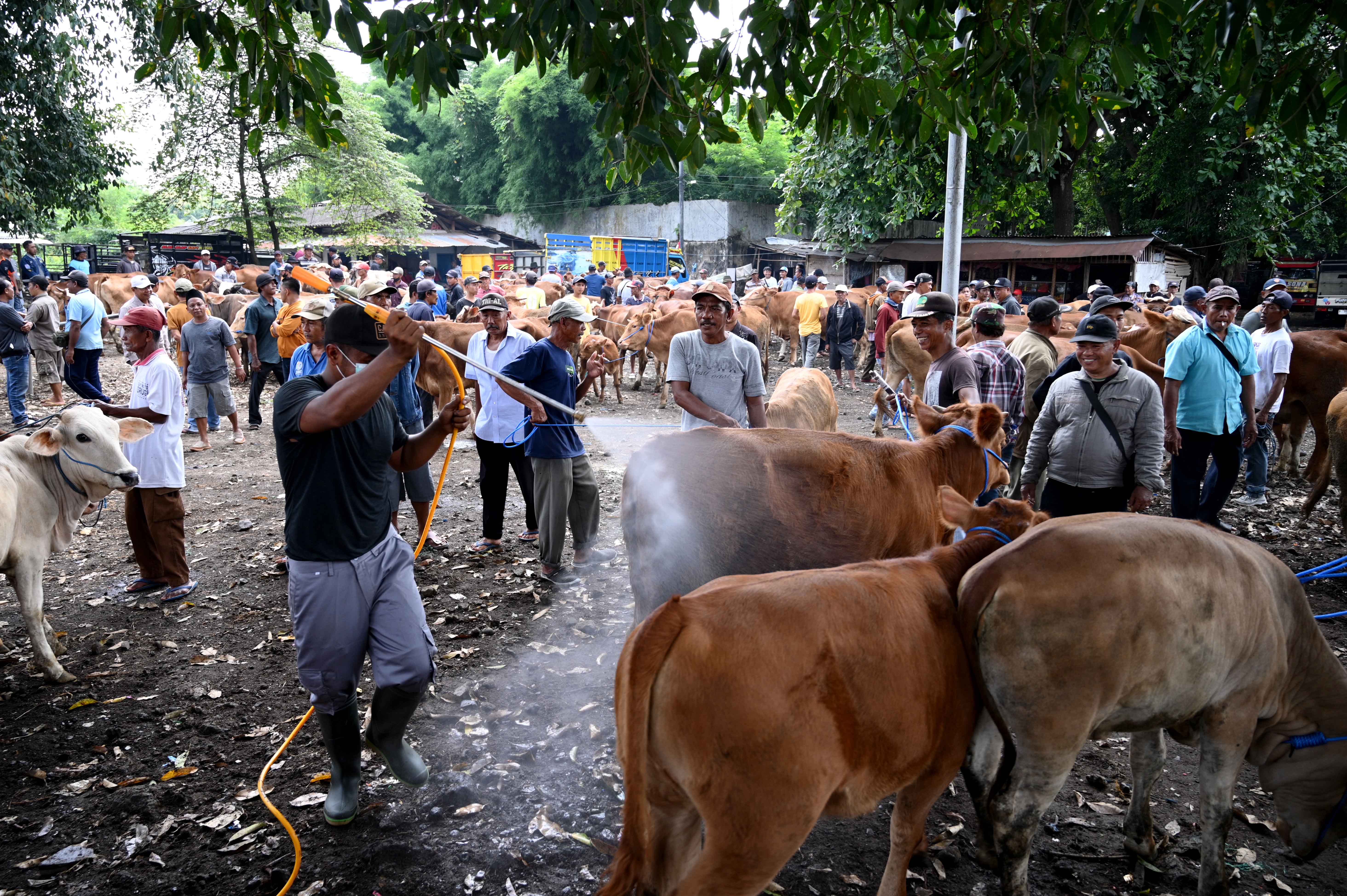 PENCEGAHAN: Petugas Dispertan bersama pihak terkait melakukan penyemprotan masal hewan ternak di Pasar Hewan Rogojampi beberapa hari lalu (8/1).