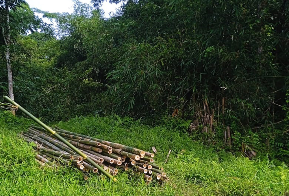 DITEBANG ORANG MISTERIUS: Sejumlah tanaman bambu di dekat sumber air Perkebunan Kalibendo dibabat orang tak dikenal, Selasa (21/8).