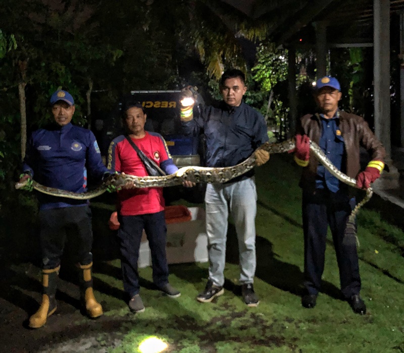 EVAKUASI: Petugas Damkarmat Sektor Genteng bersama warga memegang ular sanca yang baru dievakuasi di Dusun Mulyorejo, Desa Wringinrejo, Kecamatan Gambiran Selasa (21/1).