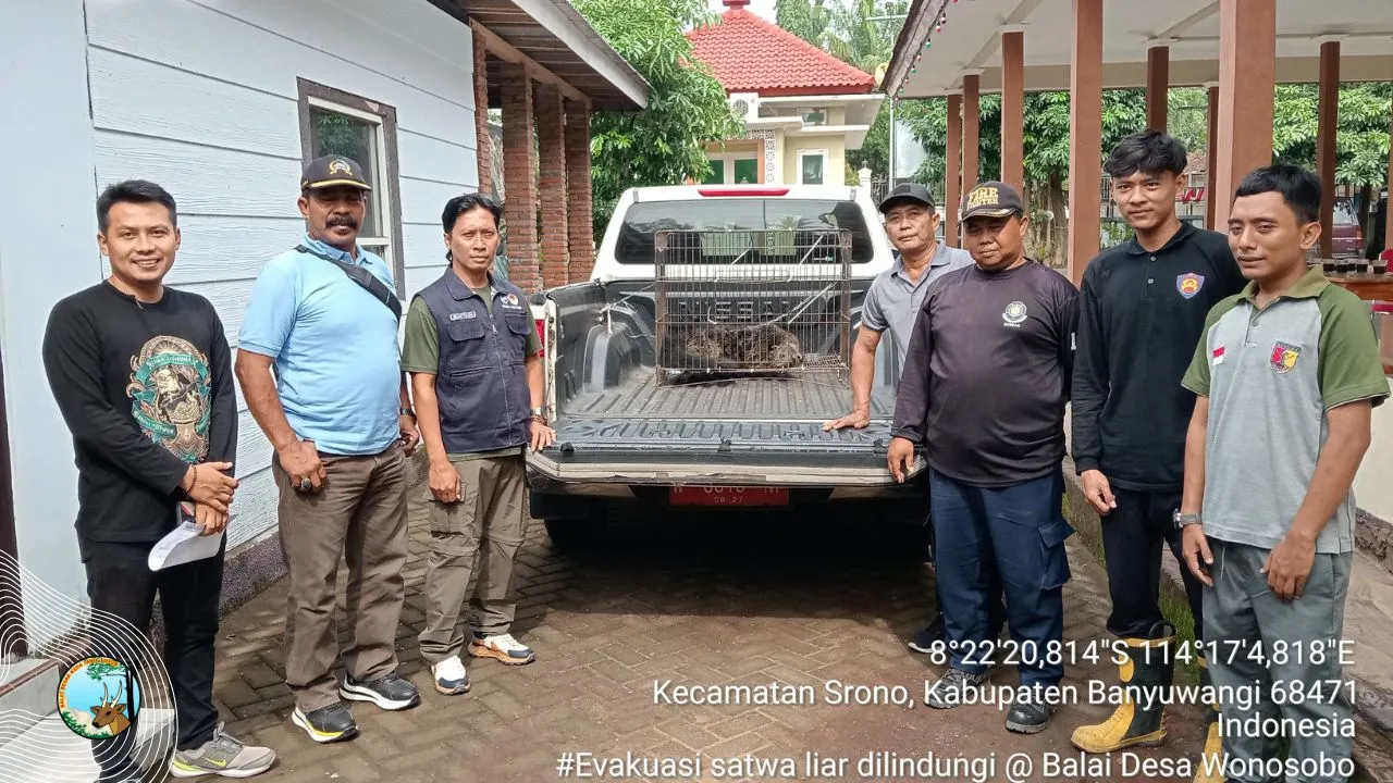 Satwa lindung dikira babi ngepet diserahkan ke BBKSDA Jatim usai dua hari menginap di kantor desa.