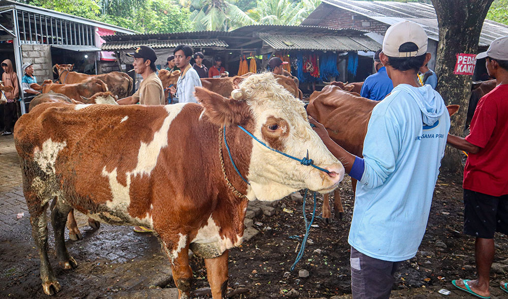 SEPI: Sejumlah pedagang sapi masih berani membawa ternaknya ke pasar hewan, Desa Karangharjo, Kecamatan Glenmore, Jumat (24/1).
