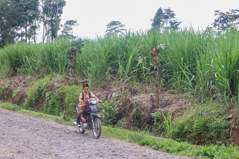 MINIM RESAPAN: Seorang siswa naik motor melintasi jalan di Dusun Mangaran, Desa Sumberarum yang kiri dan kanannya beralih tanaman tebu Senin (27/1)