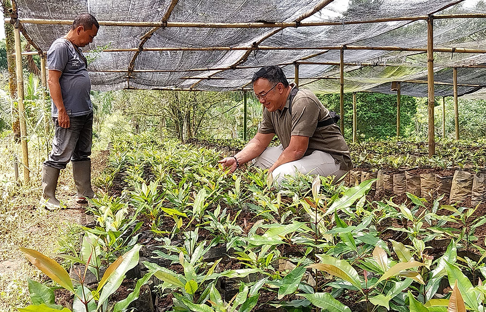 Wakil Direktur PT Perkebunan Lidjen Suprayogi Tanoerahardjo menyiapkan belasan ribu bibit pohon cengkih di lokasi pembibitan Desa Tamansari, Kecamatan Licin, Minggu (2/2)