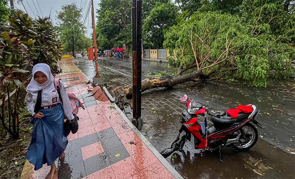 Ilustrasi pohon tumbang akibat angin kencang disertai hujan di depan SMAN 1 Giri Banyuwangi, beberapa waktu lalu.