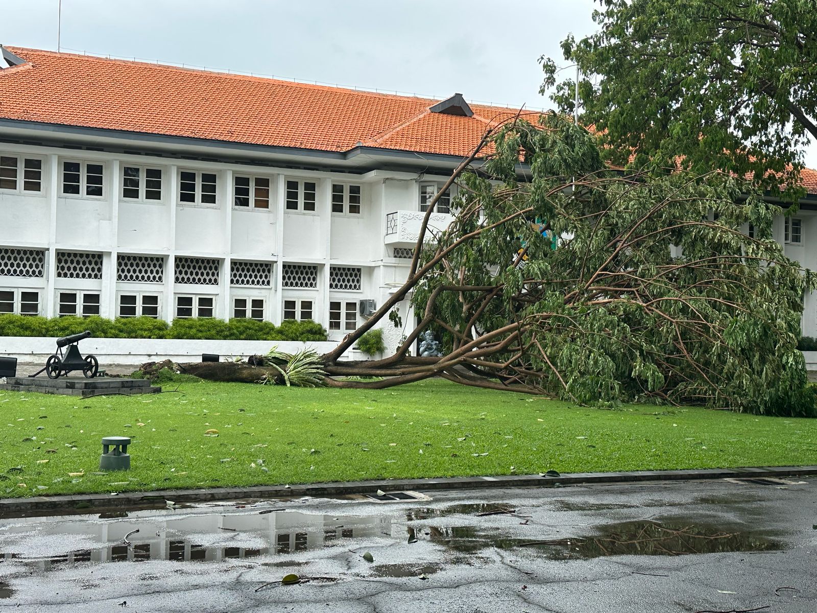 Pohon trembesi tumbang di halaman depan Kantor Bupati Banyuwangi Jalan A Yani Banyuwangi Minggu siang (9/2/2025).