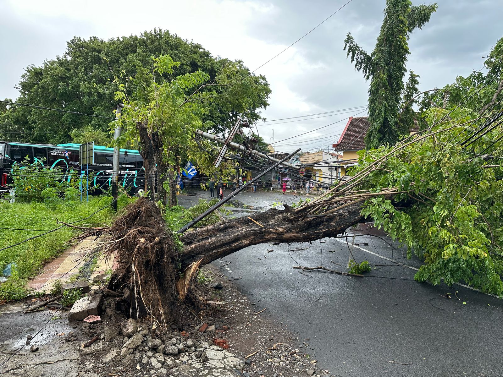 Pohon tumbang Jalan KH Agus Salim Banyuwangi Minggu siang (9/2/2025).
