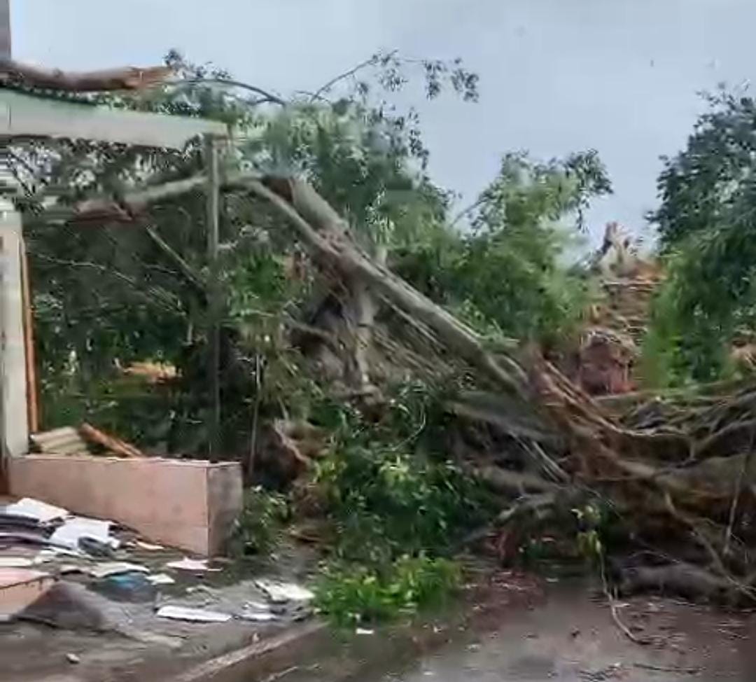 Akar pohon beringin berusia ratusan tahun tercabut di tepi jalan raya depan Balai Desa Sumbersewu, Kecamatan Muncar, Banyuwangi, Minggu siang (9/2/2025).