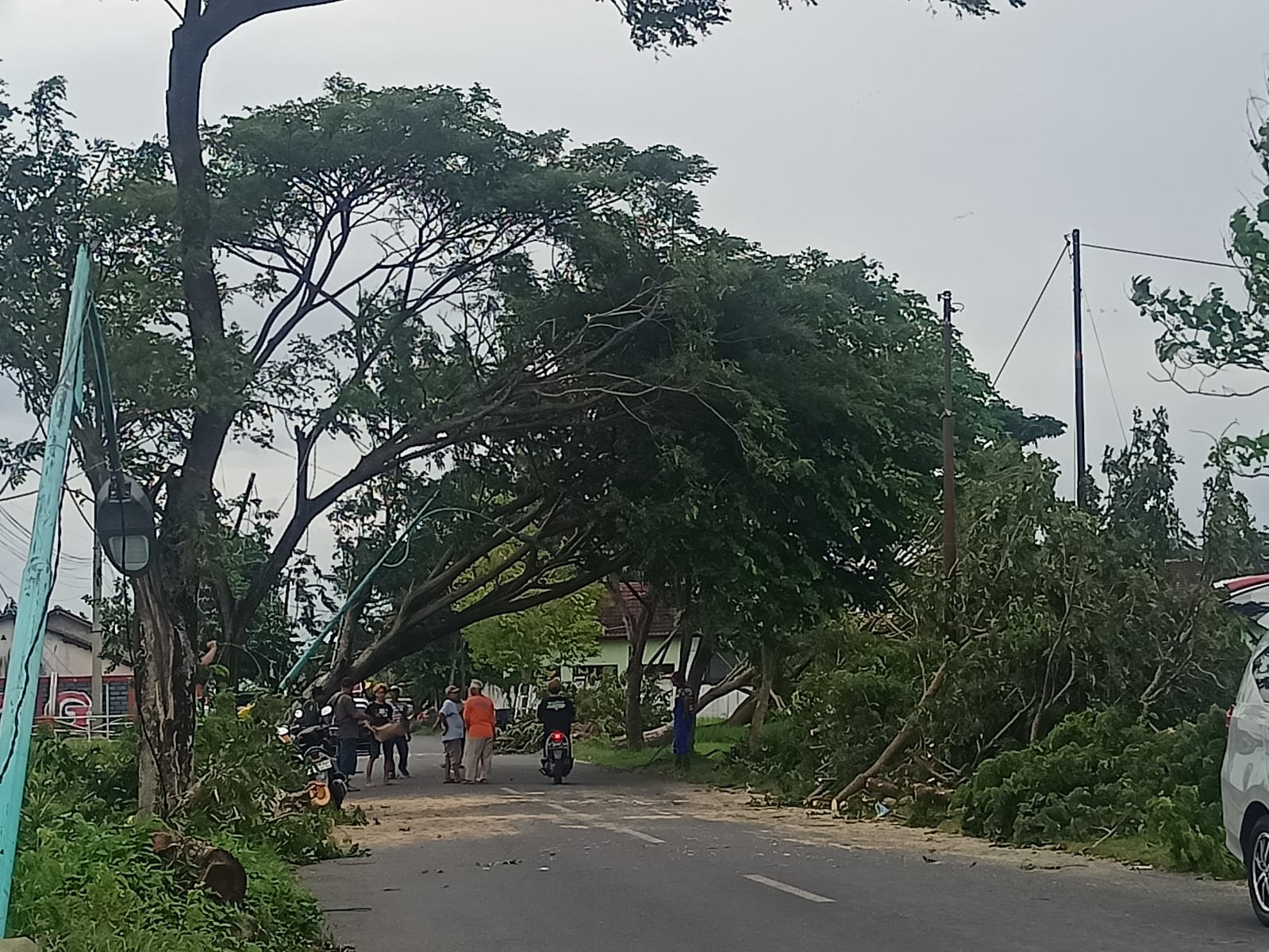 GOTONG ROYONG: Proses evakuasi pohon tumbang di sepanjang jalan menuju Bandara Banyuwangi Minggu (9/2).