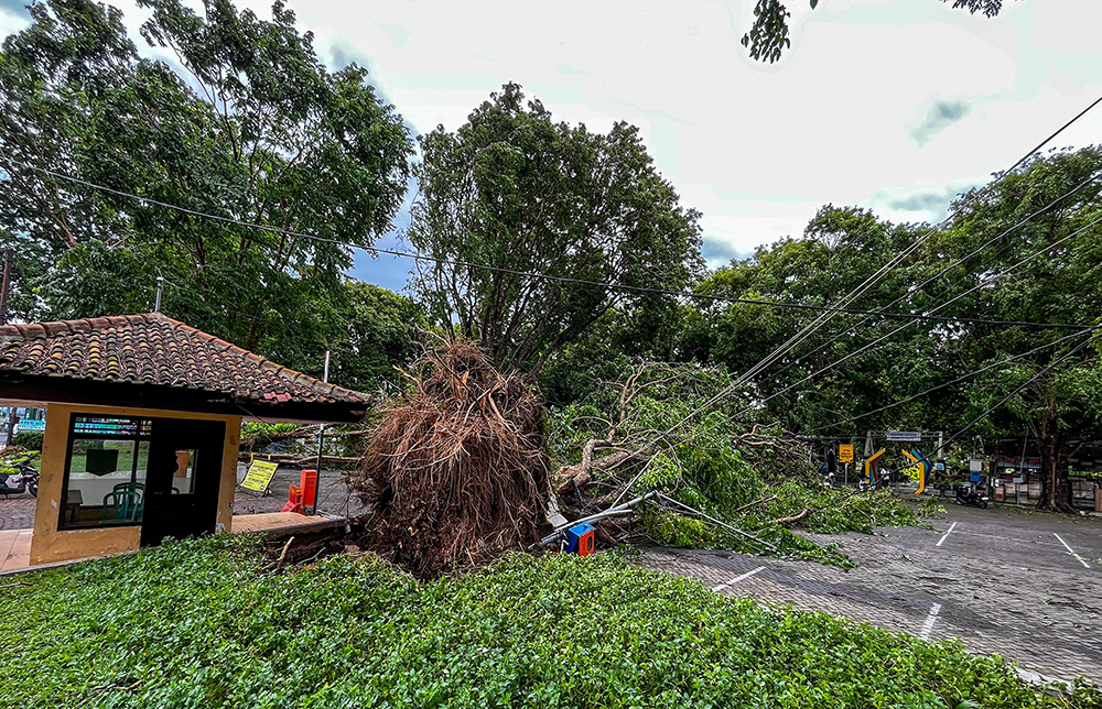 Dua pohon angsana di parkiran Taman Sritanjung tumbang diterjang angin kencang, Minggu (9/2).