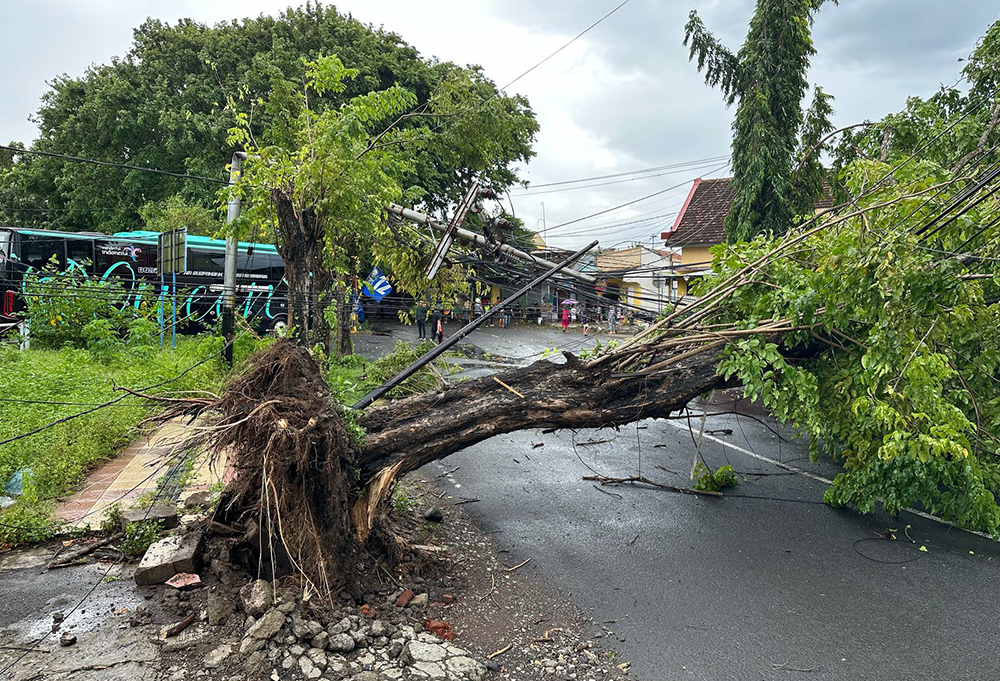 Pohon peneduh di pinggir Jl Brawijaya Banyuwangi tumbang diterjang angin kencang. Jaringan listrik ikut terdampak.