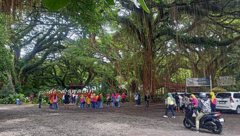 DIBUKA: Para wisatawan tidak terpengerauh dengan cuaca ekstrem di wisata De Djawatan, Desa Benculuk, Kecamatan Cluring Selasa (11/2).