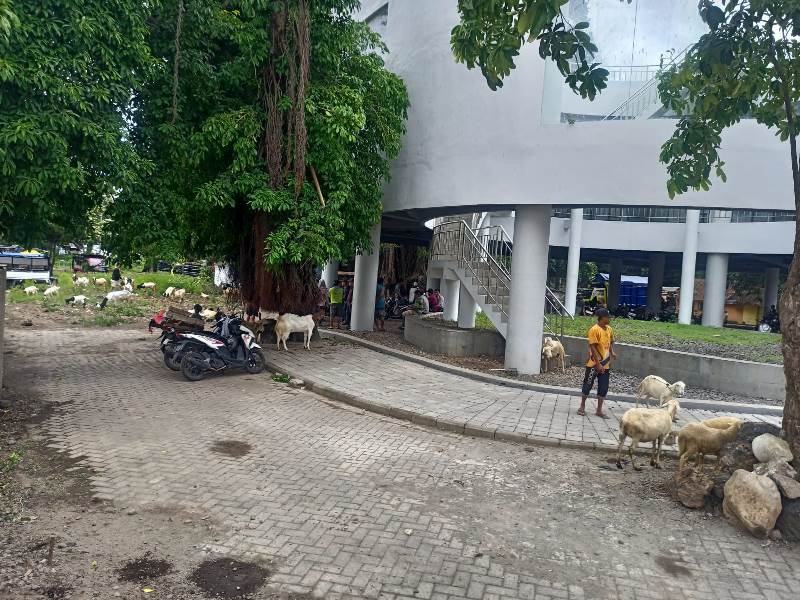 IKUT SEPI: Sejumlah pedagang kambing terlihat menunggu pembeli di Pasar Hewan Rogojampi Rabu (12/2).