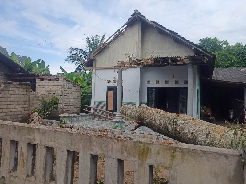 ROBOH: Pohon sengon yang ambruk menimpa rumah milik Jalil di Dusun Talunrejo, Desa Sembulung, Kecamatan Cluring belum dievakuasi hingga Selasa (11/2).