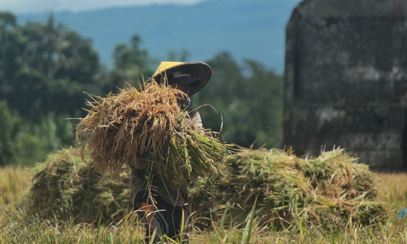 PANEN: Petani di Dusun Krajan, Desa Temuasri, Kecamatan Sempu mulai panen padi Kamis (13/2).