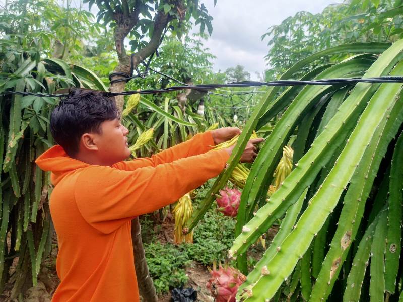 HARGA ANJLOK: Petani buah naga sedang mengecek kondisi tanamannya di kebun buah naga Dusun Kedungsumur, Desa Kedunggebang, Kecamatan Tegaldlimo Selasa (18/2).