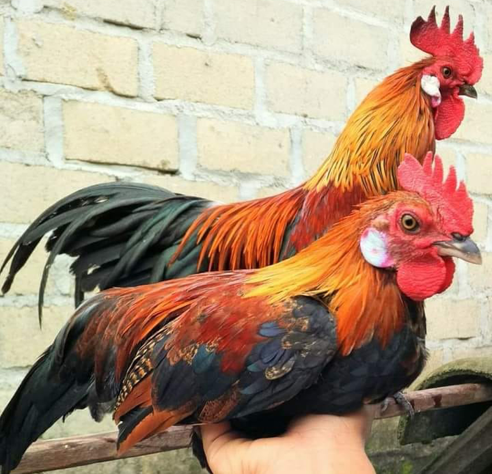 Ayam hutan merah, cikal bakal ayam kosumsi. (Foto: FB Group/komunitas ayam hutan merah jawa)