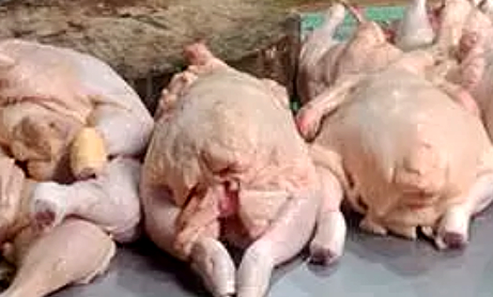 Ilustrasi daging ayam potong.