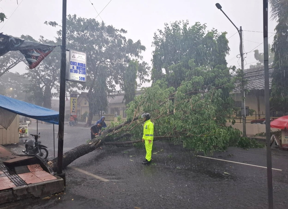 EVAKUASI: Pohon angsana berukuran sedang di seberang jalan Mapolsek Genteng roboh menutup badan jalan pada Sabtu (22/2) sore.