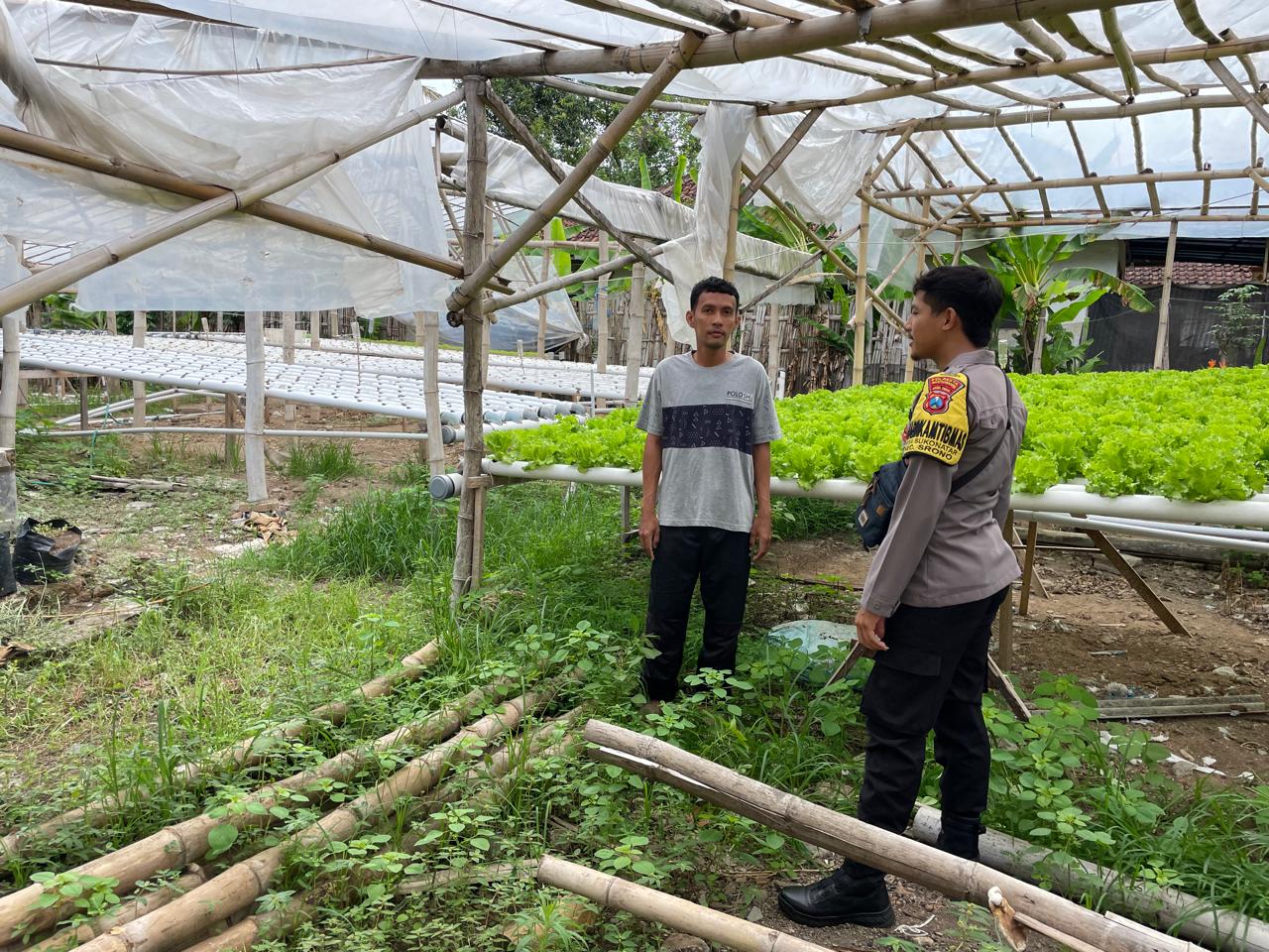 Bhabinkamtibmas melakukan pemantauan terhadap pekarangan ketahanan pangan bergizi di Dusun Derek, Desa Paspan. (Humas Polresta Banyuwangi)