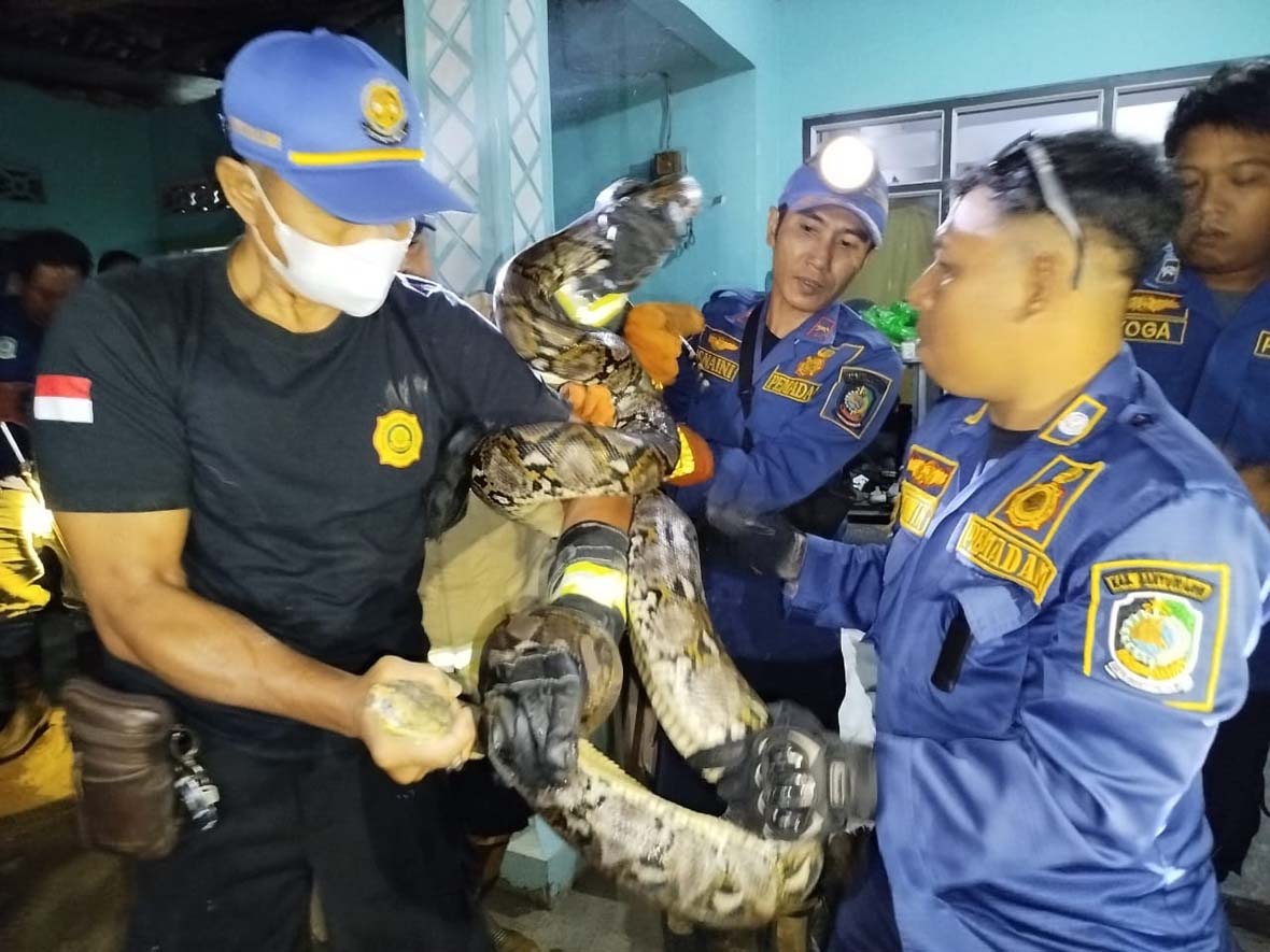 DIEVAKUASI: Petugas Damkarmat Banyuwangi mengevakuasi ular piton di rumah Mujiono di Lingkungan Sukowidi, Kelurahan Klatak, Kecamatan Kalipuro, Rabu dini hari (5/3).