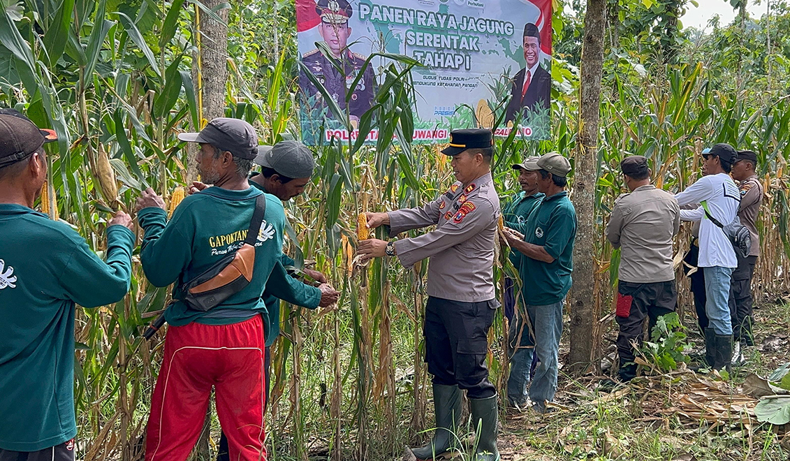 Jajaran Polresta Banyuwangi bersama Kelompok Tani Hutan (KTH) Purwo Maju Sejahtera menggelar panen raya jagung tahap I secara serentak. (Humas Polresta Banyuwangi)