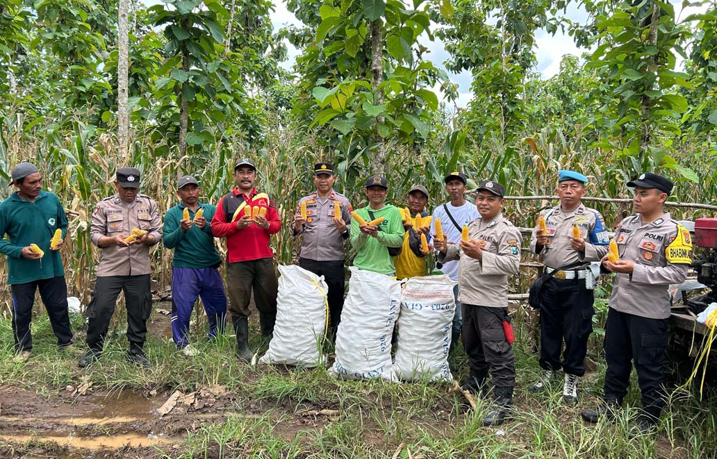 Panen raya jagung oleh Polresta Banyuwangi-Polsek Tegaldlimo di lahan Perum Perhutani, Jumat (7/3).