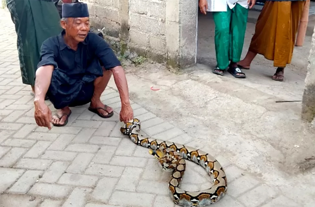 Ular pythons ditangkap warga Desa Kaotan, Kecamatan Blimbingsari, Banyuwangi. (Dok Radar Banyuwangi)